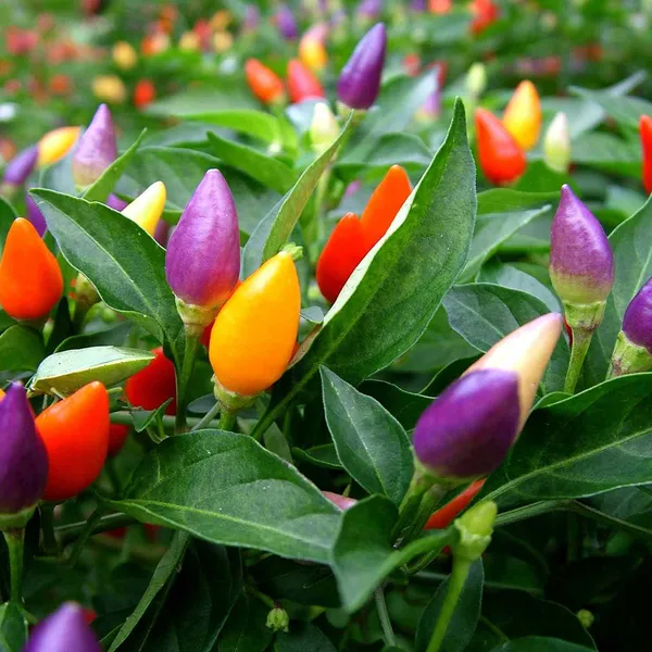 Ornamental_Chilli_Choice_Pointed_Mix_30_seeds_|_सजावटी_मिर्च_बीज_मिक्स
