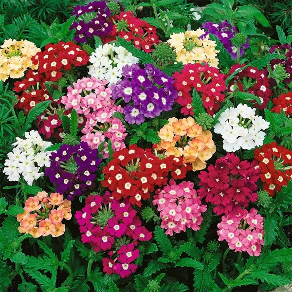 Verbena_(Ideal_Mix)_–_Premium_Open_Pollinated_Seeds