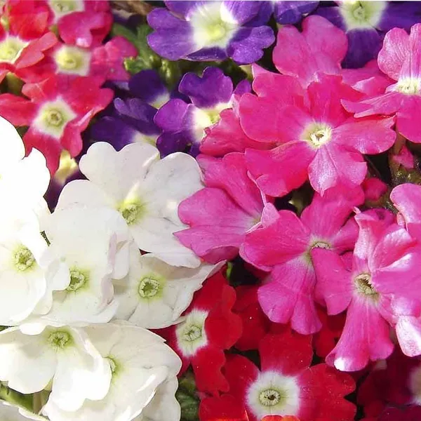 Verbena_–_Special_Dwarf_Mix_F1