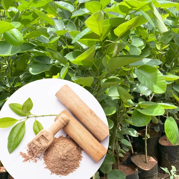 White_Sandalwood_Seeds_(सफेद_चंदन_के_बीज)