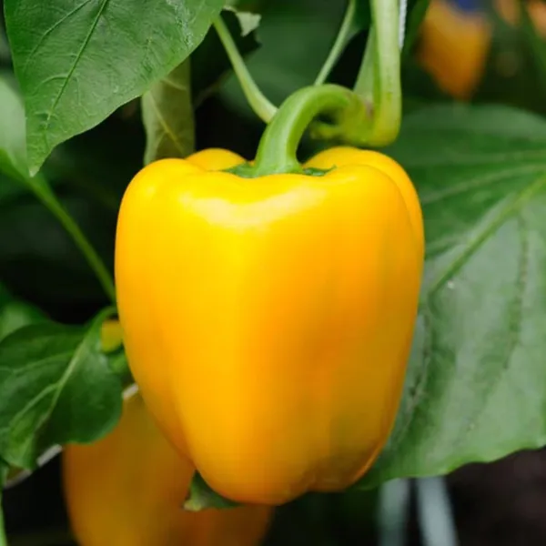 Capsicum_Yellow__F1_Hybrid_Seeds