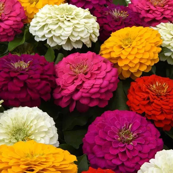 Zinnia_–_Juliette_Mix_F1