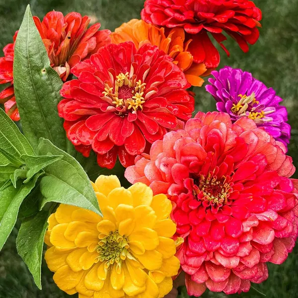 Zinnia_–_Oklahoma_Series_F1