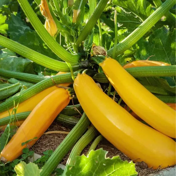 Zucchini_Yellow_Seeds