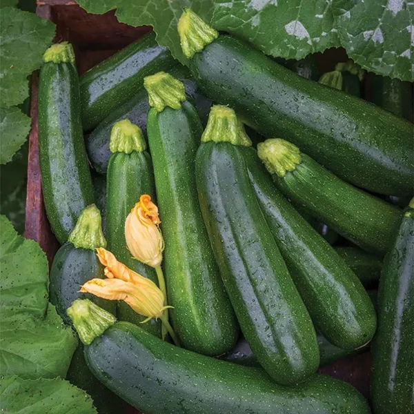 Zucchini_Green_Seeds