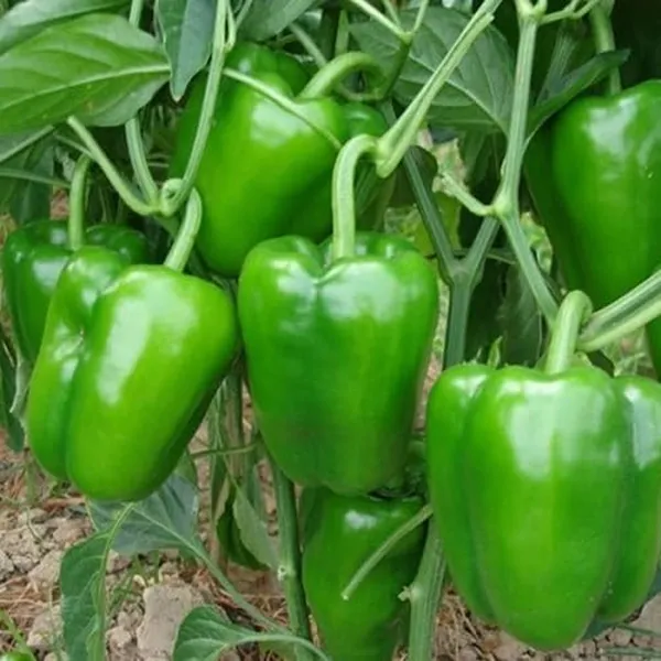 Capsicum_Green_F1_Hybrid_Seeds