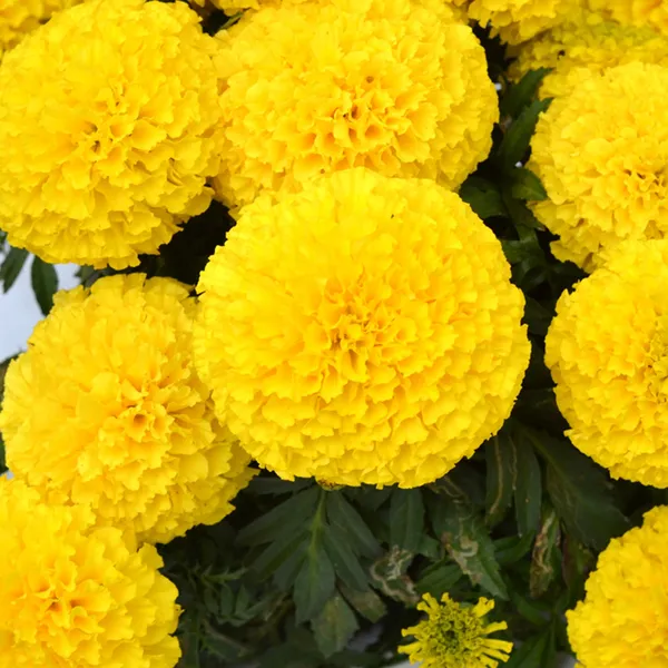 African_Marigold_(Sondesh_Yellow)__Seeds