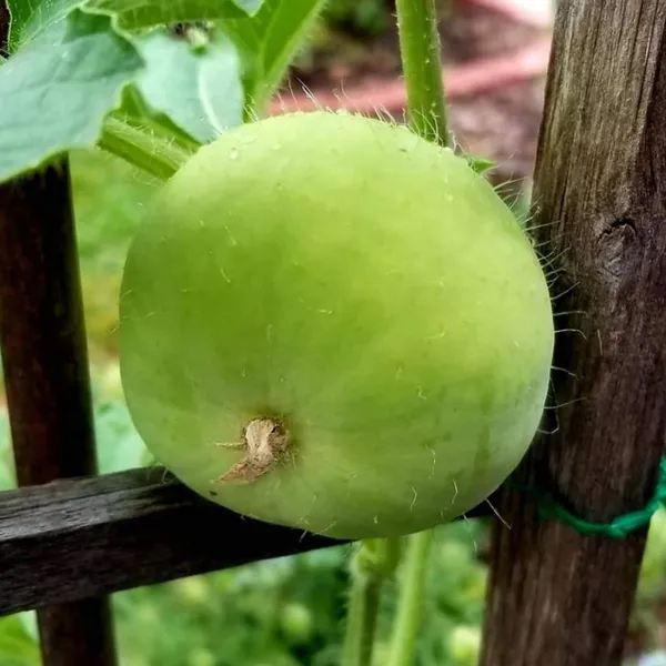 F1_Hybrid_Tinda__Seeds