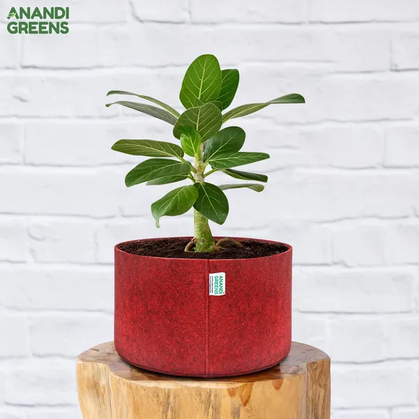 Pack_Of_3_Maroon_Geo_Fabric_Plant_Grow_Bag_12X6_In_400_Gsm