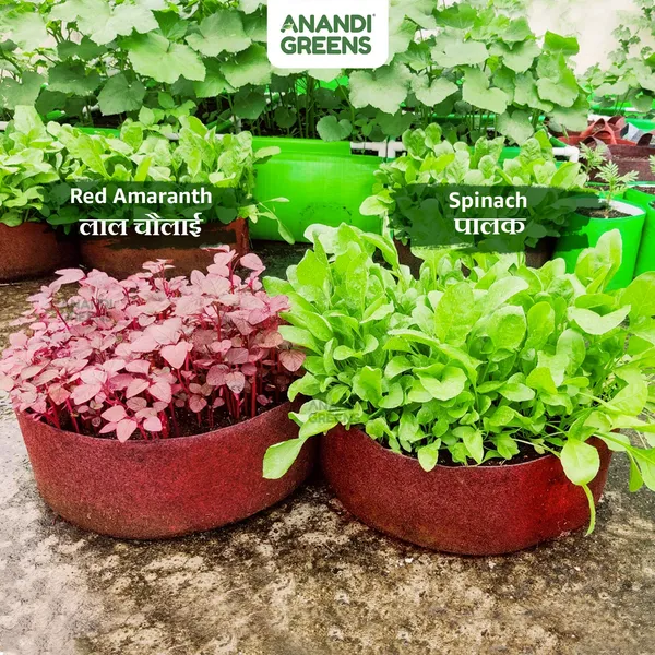 Pack_Of_3_Maroon_Geo_Fabric_Plant_Grow_Bag_12X6_In_400_Gsm