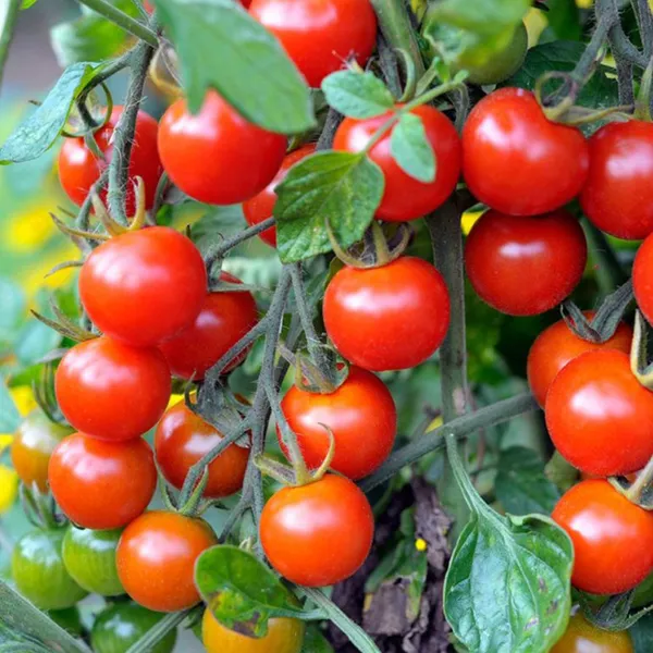 Red_Cherry_Tomato_F1_Hybrid_Seeds