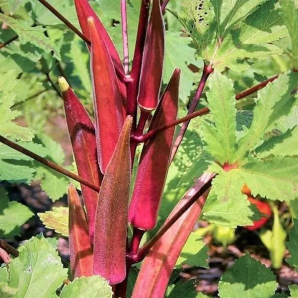 Red_Okra__Seeds