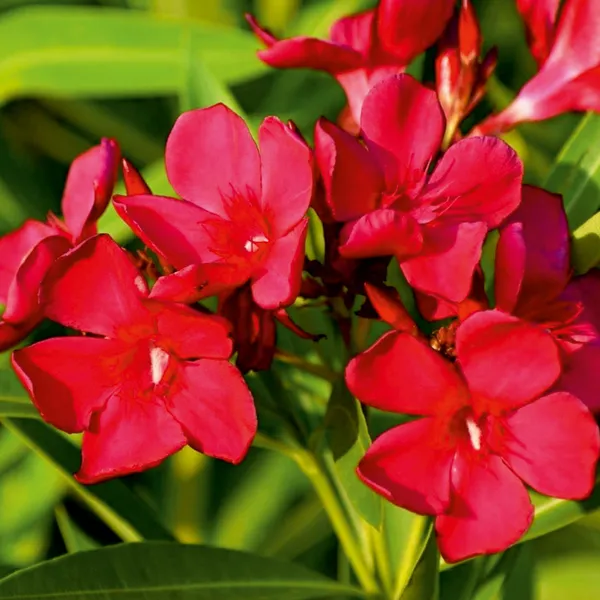 Red_Kaner_30_seeds