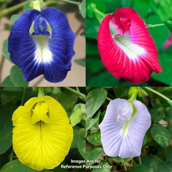 Aprajita_Mix_Seeds_|Butterfly_Pea_Flower_(30_seeds)