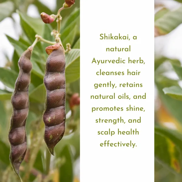 3Pieces_X_Herbal_Shikakai_Single_Herb