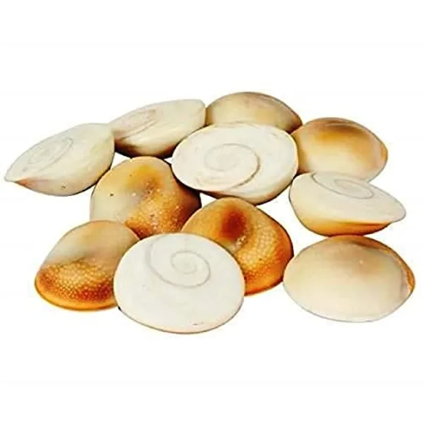 Set_Of_11_White_Gomati_Chakra_Stones_For_Puja_