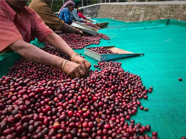 Dark_Mountain_Blend_Premium_Roast_Coffee