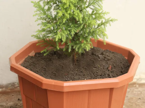 (Pack_Of_4)_Brown_Hexagonal_Plastic_Pots_Flower_Plant_Pot_2Xl_Durable_Plant_Pot_Hexagonal_Pot_Outdoor_Plants_Flower_Plastic_Pot