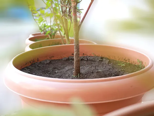 Pack_of_4_Brown_Round_Virgin_Plastic_Modern_Design_Durable_Plastic_Plant_Pot_For_Gardening__(Xl_(14_X_16_Inch))