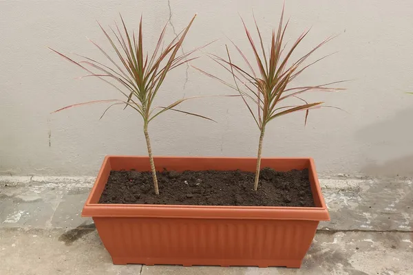 (Pack_of_30)_Brown_Flower_Pot_Large_Outdoor_Plant_Pot_Plant_Pots_Garden_Plastic_Flower_Pot_Big_Outdoor_Plant_Pot_Gamla_For_Plants_Big_(26_In)_Plant_Pot