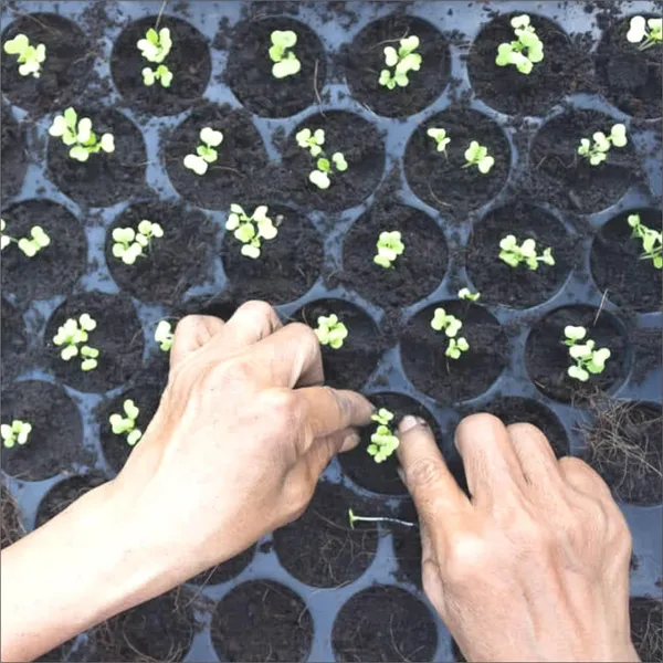 Black_Germination_Seedling_Trays_104_Holes_Germination_Tray_For_Seedling_Nursery_Tray_For_Plants_Reusable_Tray_For_Garden_Plantation