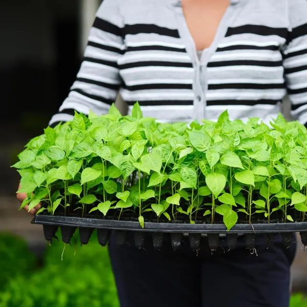 Black_Germination_Seedling_Trays_104_Holes_Germination_Tray_For_Seedling_Nursery_Tray_For_Plants_Reusable_Tray_For_Garden_Plantation