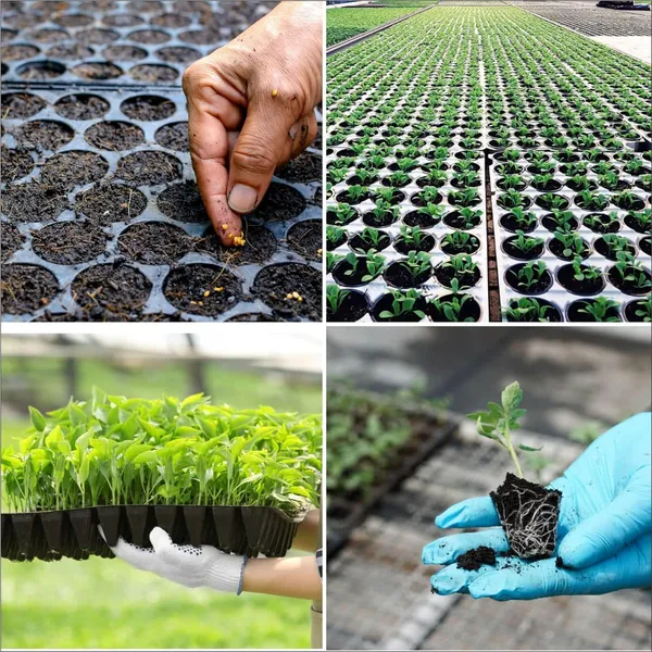 Black_Germination_Seedling_Trays_104_Holes_Germination_Tray_For_Seedling_Nursery_Tray_For_Plants_Reusable_Tray_For_Garden_Plantation