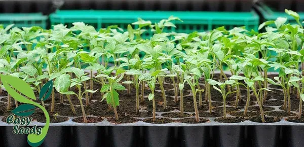 (Pack_of_10)_Black_Germination_Seedling_Trays_104_Holes_Germination_Tray_For_Seedling_Nursery_Tray_For_Plants_Reusable_Tray_For_Garden_Plantation