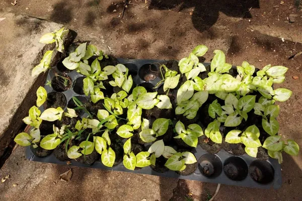 (Pack_Of_5)_Black_Germination_Seedling_Tray_-50_Big_Holes_Seedling_Treys_For_Plants_Seed_Trey_And_Plant_Tray_Reusable_Trays_For_Garden_Plantation_50_Big_Cavities_Tray_For_Seeding