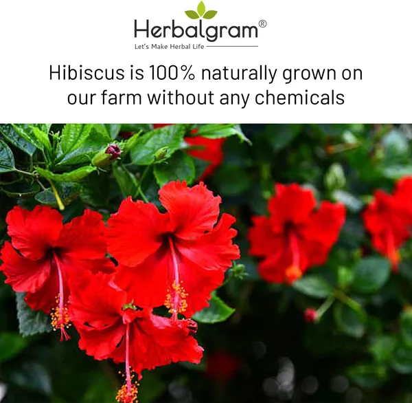 Pack_of_2_Raw_Shikakai_Pods_Hibiscus_Flower_Dry_Combo_Pack_For_Pure_&_Natural_Hair_Care_(200_G)
