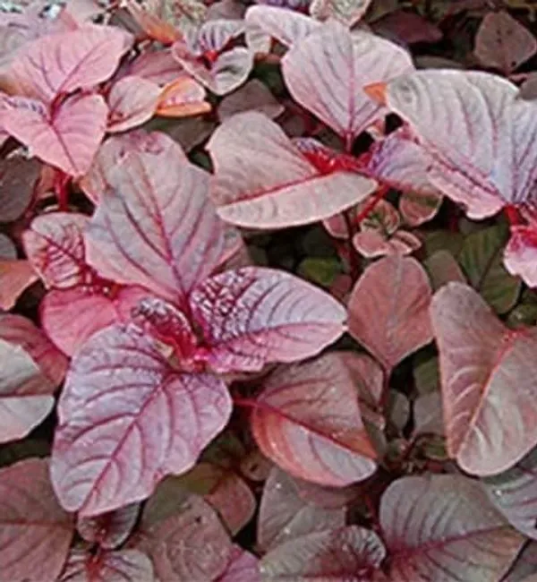 Red_Amaranthus_Seeds_Laal_Saag_Cheera_Red_Spinach_Organic_Leafy_Vegetable_Seeds_For_Home_Garden_Easy_To_Grow_Indoor