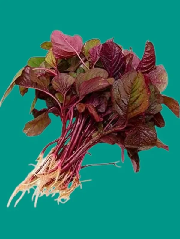 Red_Amaranthus_Seeds_|_Laal_Saag,_Cheera,_Red_Spinach_|_Organic_Leafy_Vegetable_Seeds_For_Home_Garden_|_Easy_To_Grow_Indoor