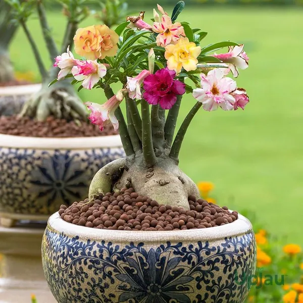 Adenium_Plant_Combo_Pack_Of_6_Multicolor_Desert_Rose_Flowering_Plants