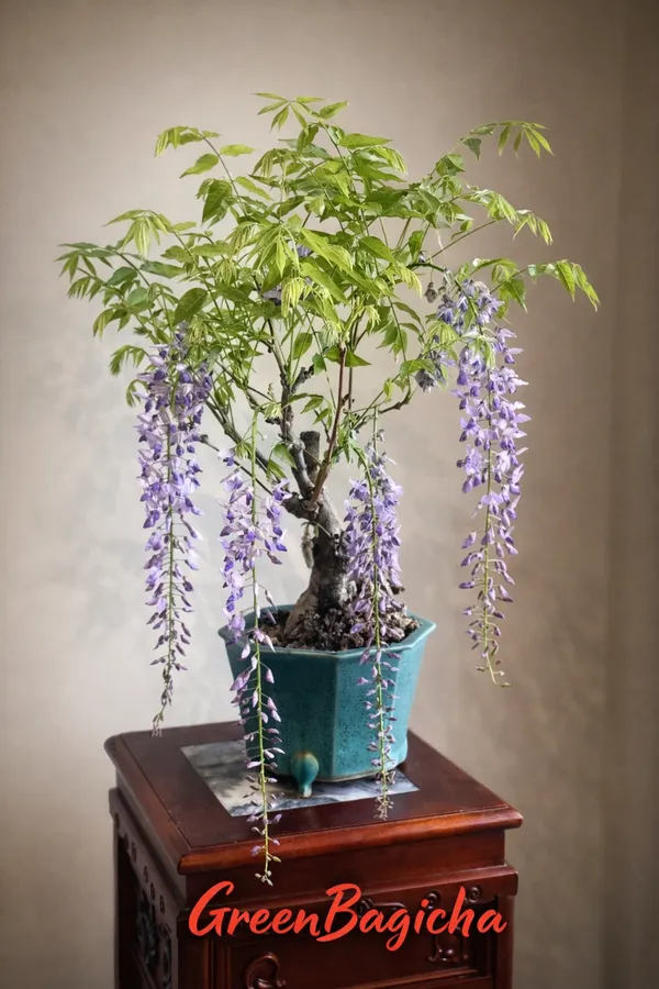 Green Bagicha (Bhai Bhai traders) Chinese Wisteria Bonsai Tree Live |  Wisteria Sinensis Bonsai | Purple Flowering Ornamental Plant  Product  Description Price in India - Buy Green Bagicha (Bhai Bhai traders)