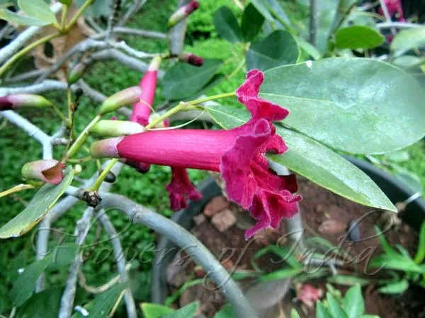 Tabebuia_Red_Flower_Plant_|_Red_Flowering_Ornamental_Tree