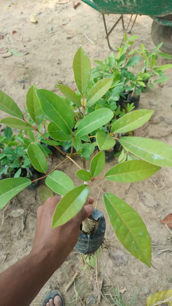 Tabebuia_Red_Flower_Plant_|_Red_Flowering_Ornamental_Tree