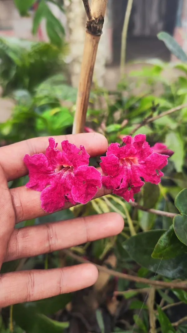 Tabebuia_Red_Flower_Plant_|_Red_Flowering_Ornamental_Tree