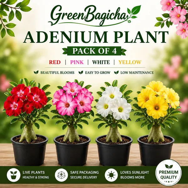 Adenium_Plant_Combo_Pack_of_4_|_Multicolor_|_Desert_Rose_Flowering_Plants