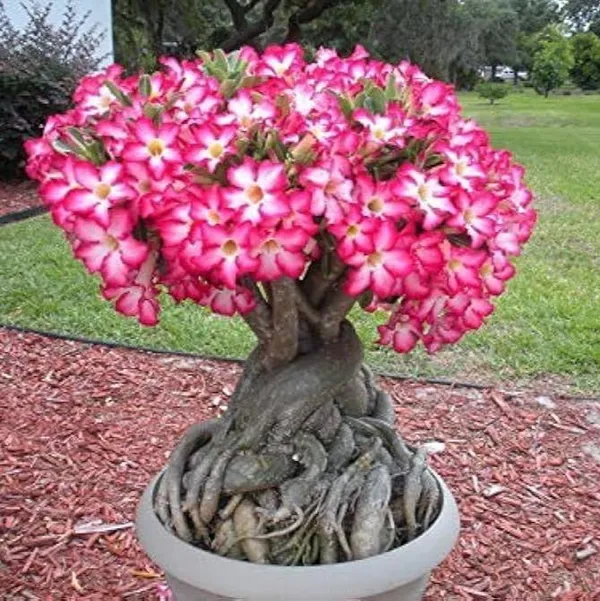 Adenium_Plant_Combo_Pack_Of_4_Multicolor_Desert_Rose_Flowering_Plants
