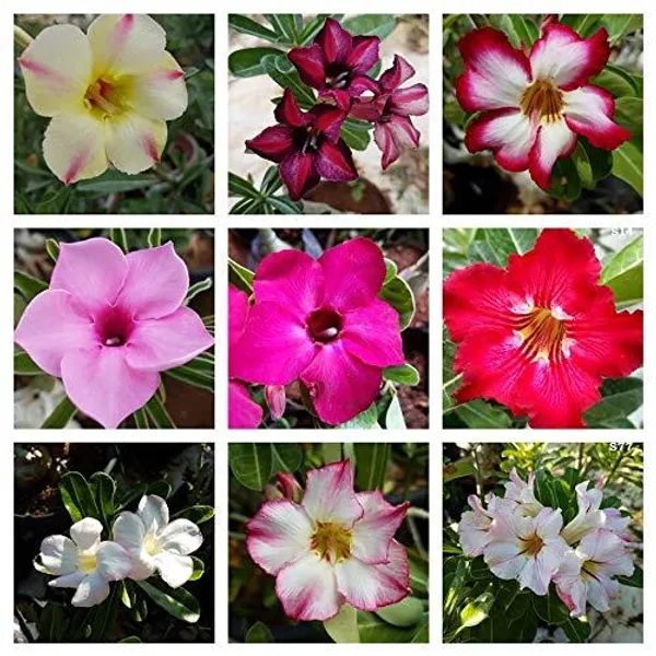 Adenium_Plant_Combo_Pack_Of_4_Multicolor_Desert_Rose_Flowering_Plants