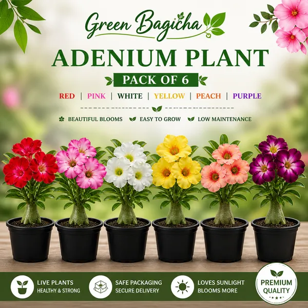 Adenium_Plant_Combo_Pack_of_6_|_Multicolor_|_Desert_Rose_Flowering_Plants