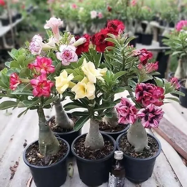 Adenium_Plant_Combo_Pack_Of_6_Multicolor_Desert_Rose_Flowering_Plants