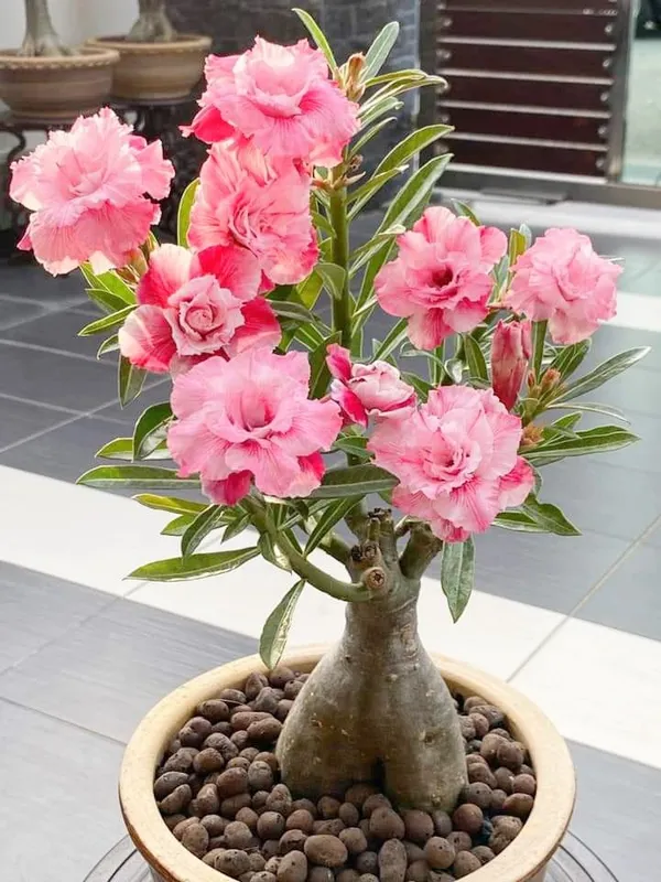 Pink_Adenium_Plant_Live_Desert_Rose_Flower_Plant_Thick_Caudex_Bonsai_Style_Long_Blooming_Ornamental_Plant