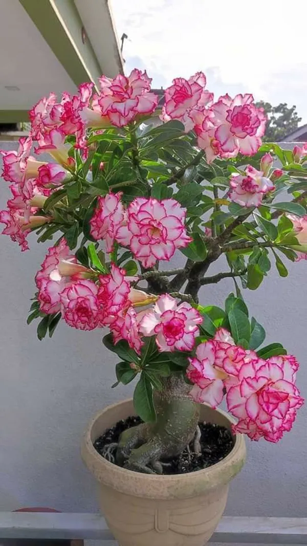 Pink_Adenium_Plant_Live_Desert_Rose_Flower_Plant_Thick_Caudex_Bonsai_Style_Long_Blooming_Ornamental_Plant