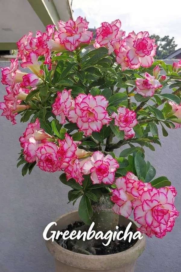 Pink_Adenium_Plant_Live_|_Desert_Rose_Flower_Plant_|_Thick_Caudex_Bonsai_Style_|_Long_Blooming_Ornamental_Plant