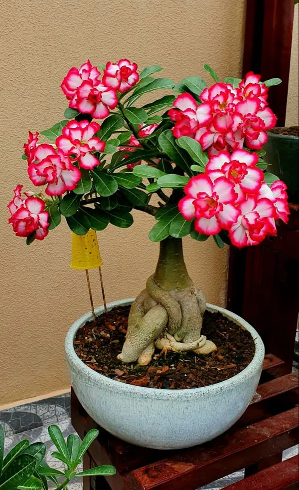 Pink_Adenium_Plant_Live_Desert_Rose_Flower_Plant_Thick_Caudex_Bonsai_Style_Long_Blooming_Ornamental_Plant