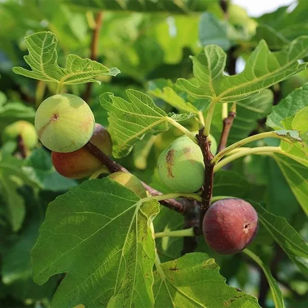 All_Time_Rare_Anjeer_Fruit_Plant_Fig_Dumur_Ficus_Carica__Plant