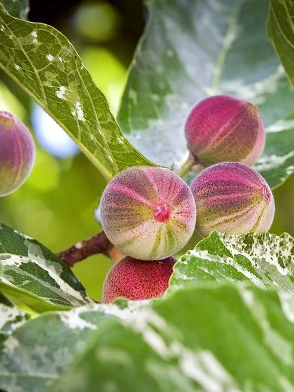 All_Time_Rare_Anjeer_Fruit_Plant_Fig_Dumur_Ficus_Carica__Plant