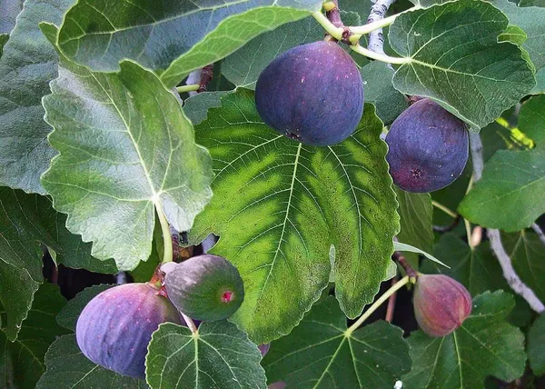 All_Time_Rare_Anjeer_Fruit_Plant_Fig_Dumur_Ficus_Carica_Plant