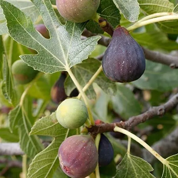 All_Time_Rare_Anjeer_Fruit_Plant_Fig_Dumur_Ficus_Carica_Plant